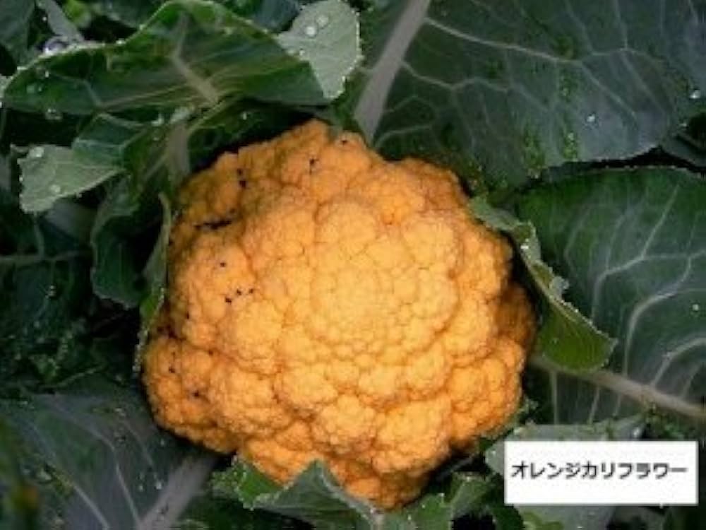 Amazon.co.jp: 植物種子 オレンジカリフラワー 種 4粒 F1品種